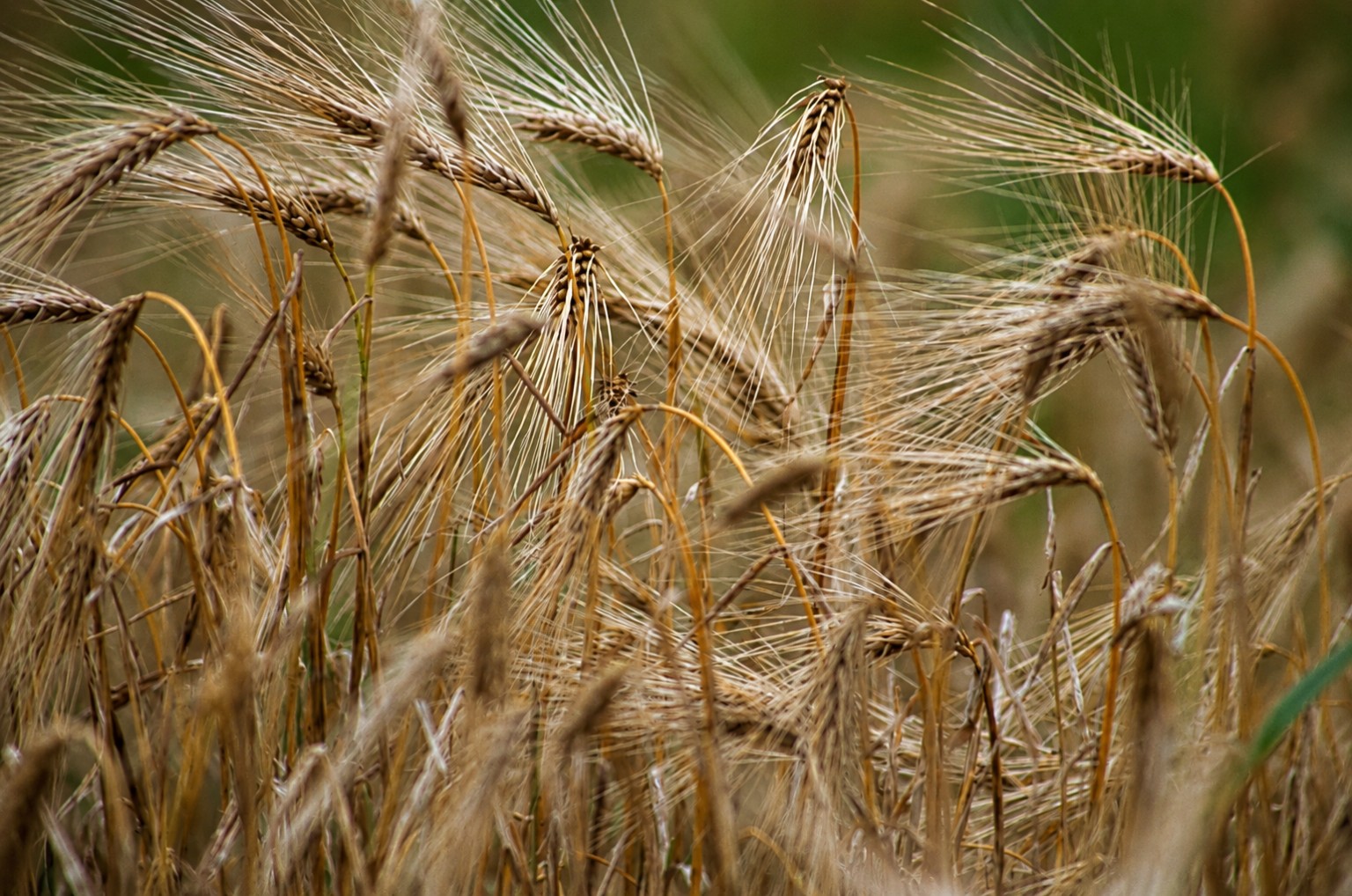 Close view of ripe grain heads and fine awns