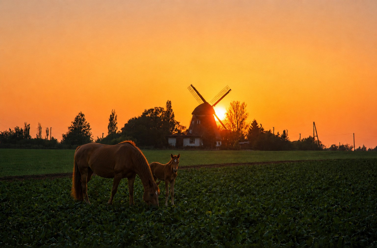 A mare and foal in a field before a windmill at sunset