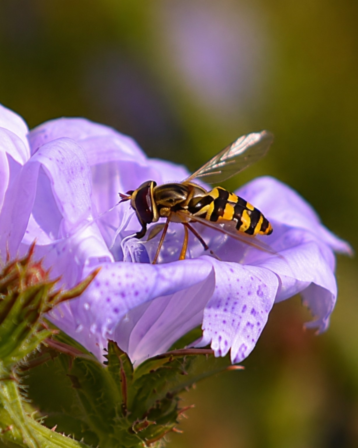 A hoverfly resting on a pale violet flower