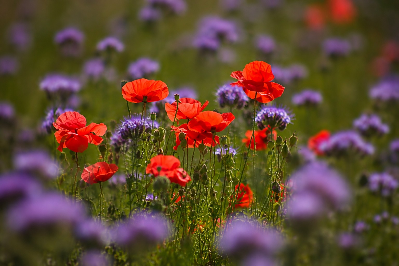 Red poppies glowing among purple wildflowers