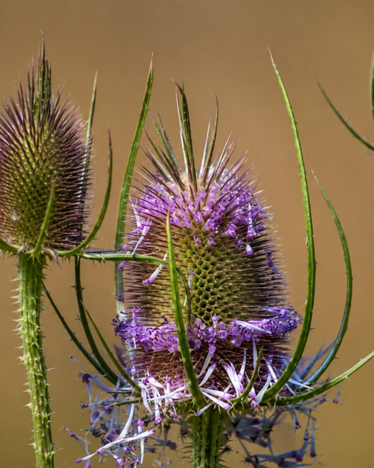 Purple teasel flowers with sculptural spines