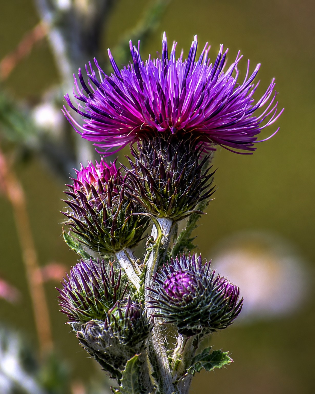 Purple thistle flower with intricate spines