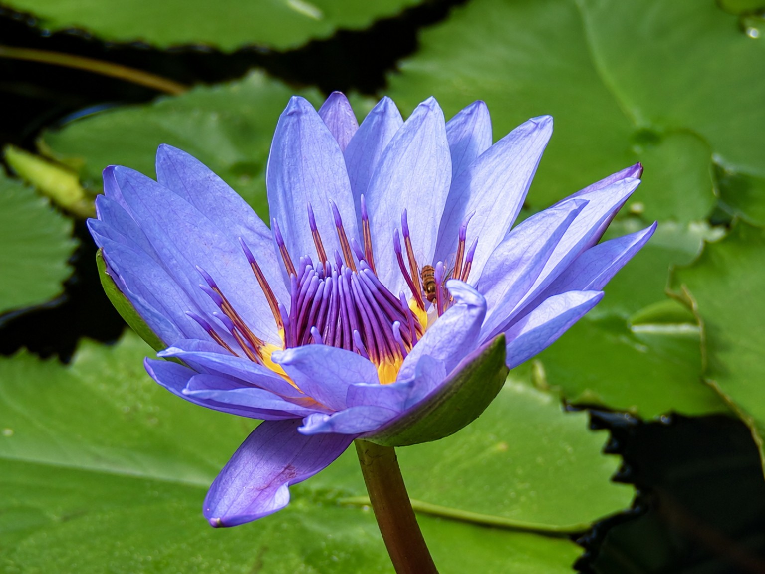 Purple water lily with a small bee at its centre